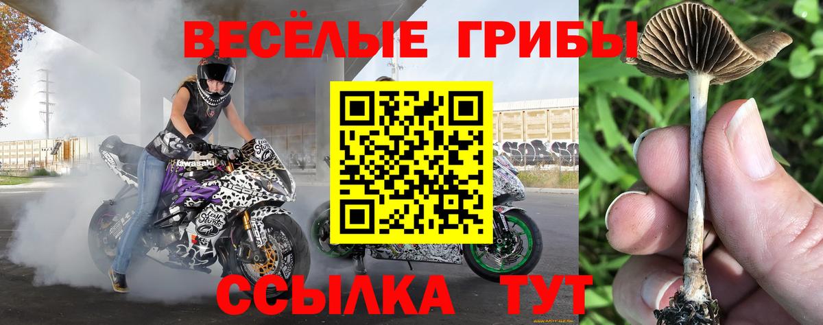Псилоцибиновые грибы MAGIC MUSHROOMS  Вход с VPN  Псилоцибиновые грибы Cubensis  Искитим 